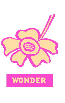 Wonder